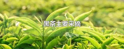 ​黑茶主要采摘