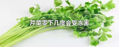 ​芹菜零下几度会受冻害