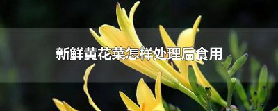 ​新鲜黄花菜怎样处理后食用