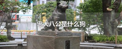 ​忠犬八公是什么狗