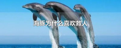 ​海豚为什么喜欢救人