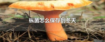 ​枞菌怎么保存到冬天