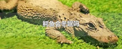 ​鳄鱼会冬眠吗