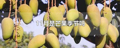 ​11月是芒果季节吗