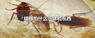 ​蟑螂怕什么气味和东西