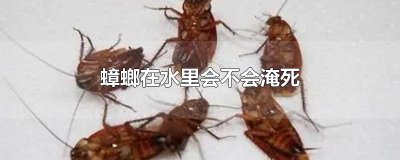 ​蟑螂在水里会不会淹死