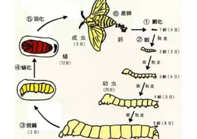 ​蚕为什么会吐丝（蚕儿是怎样把桑叶变成丝的）