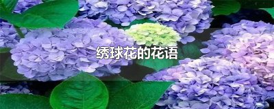 ​绣球花的花语