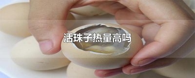 ​活珠子热量高吗