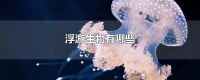 ​浮游生物有哪些