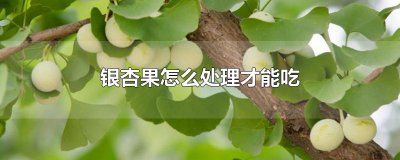 ​银杏果怎么处理才能吃