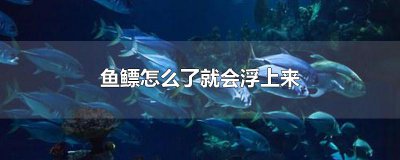 ​鱼鳔怎么了就会浮上来