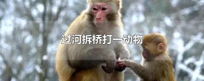 ​过河拆桥打一动物