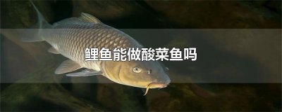 ​鲤鱼能做酸菜鱼吗