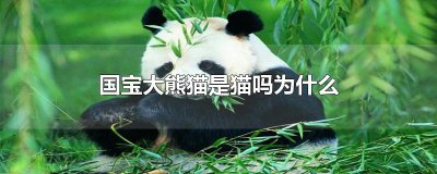 ​国宝大熊猫是猫吗为什么