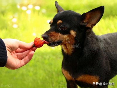 ​狗狗能吃草莓吗（草莓虽营养丰富但三个方面要注意）