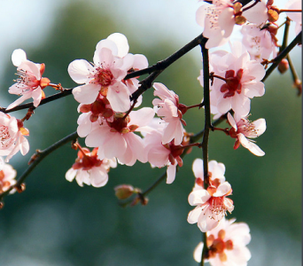 ​牡丹花是花中之王还是花中之后（中国10大名花）