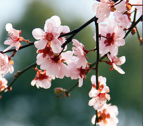 牡丹花是花中之王还是花中之后（中国10大名花）