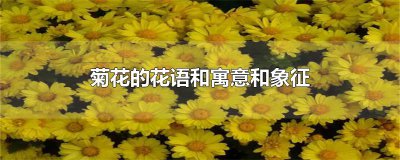 ​菊花的花语和寓意和象征