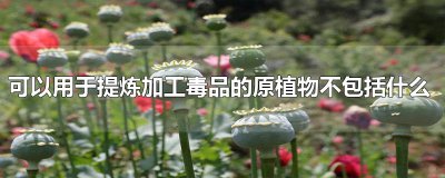 ​可以用于提炼加工毒品的原植物不包括什么