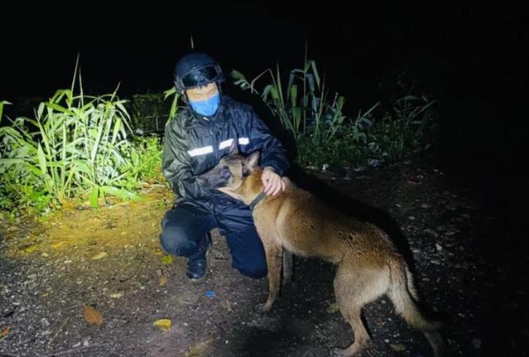 破防眼镜蛇突袭云南一警犬挡在民警身前不幸牺牲