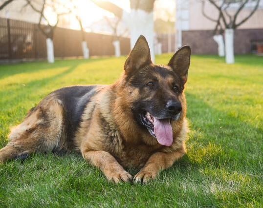 法国狼犬图片（盘点高颜值高智商的5种牧羊犬）