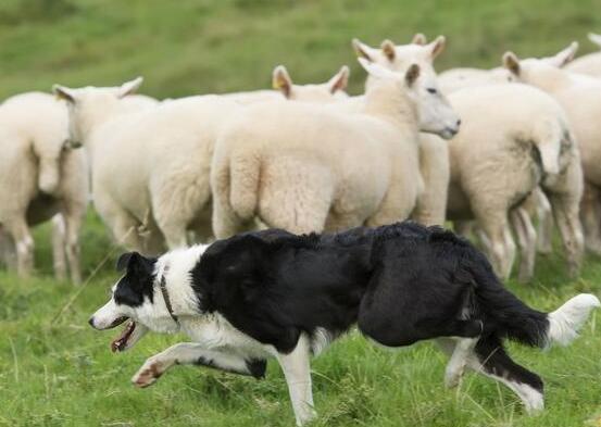 法国狼犬图片（盘点高颜值高智商的5种牧羊犬）