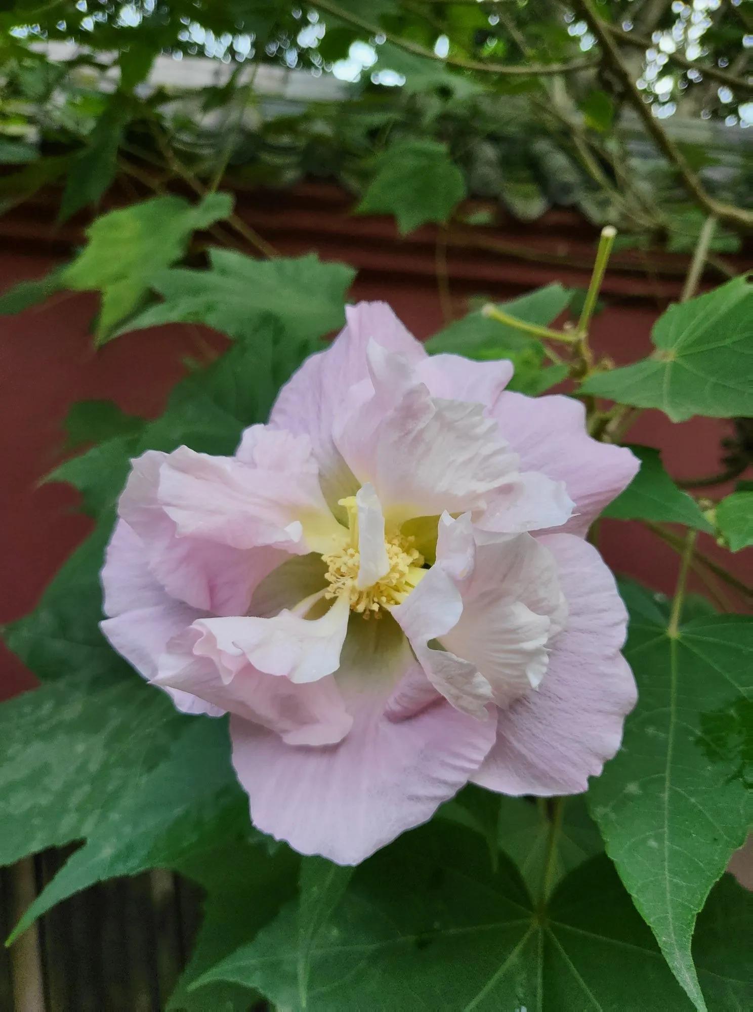 芙蓉花花语的寓意（详解芙蓉花代表的含义）