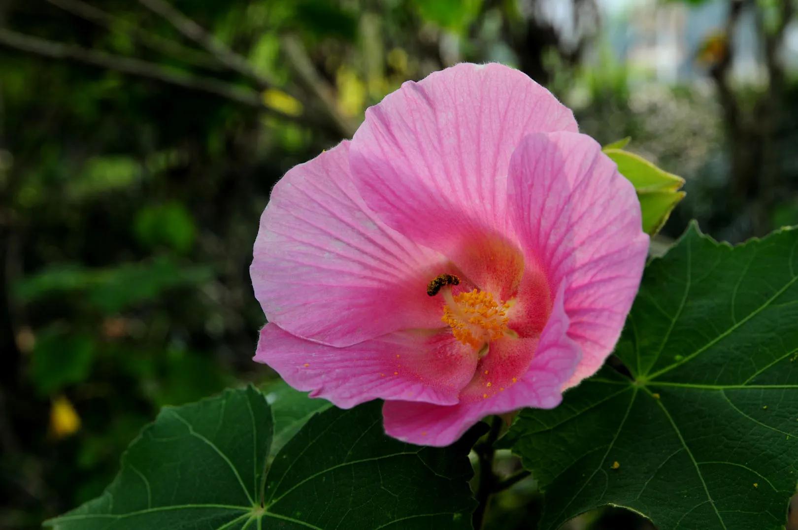 芙蓉花花语的寓意（详解芙蓉花代表的含义）