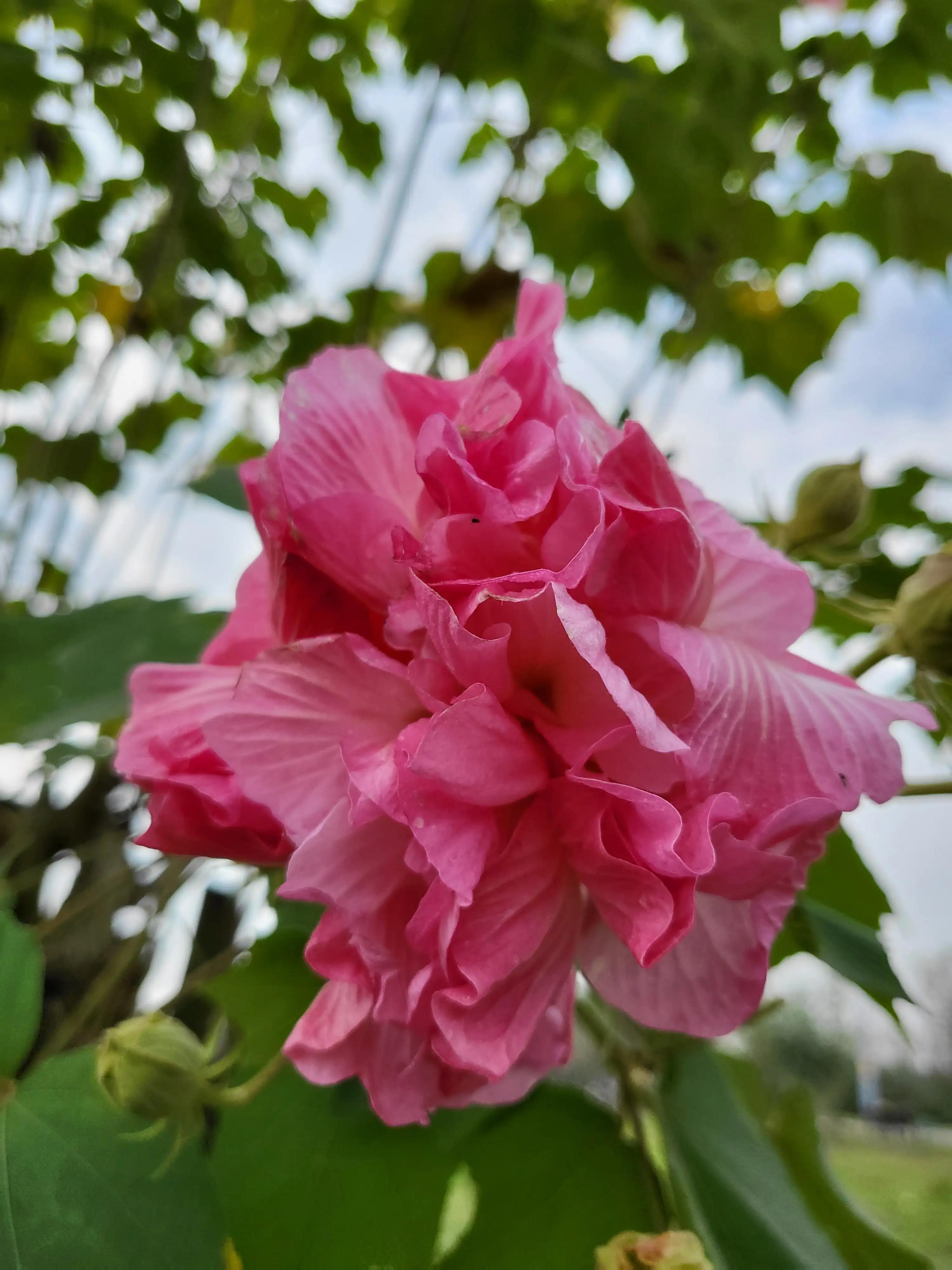 芙蓉花花语的寓意（详解芙蓉花代表的含义）