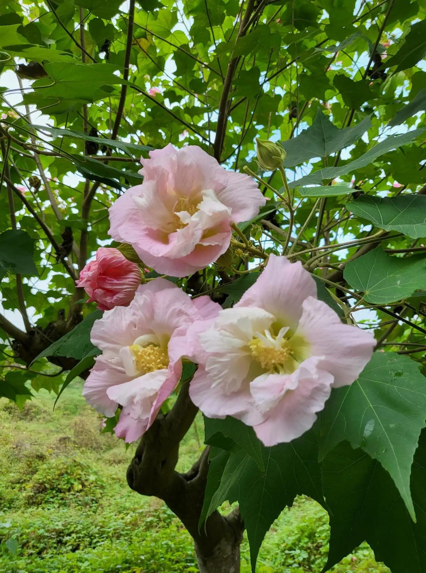 芙蓉花花语的寓意（详解芙蓉花代表的含义）