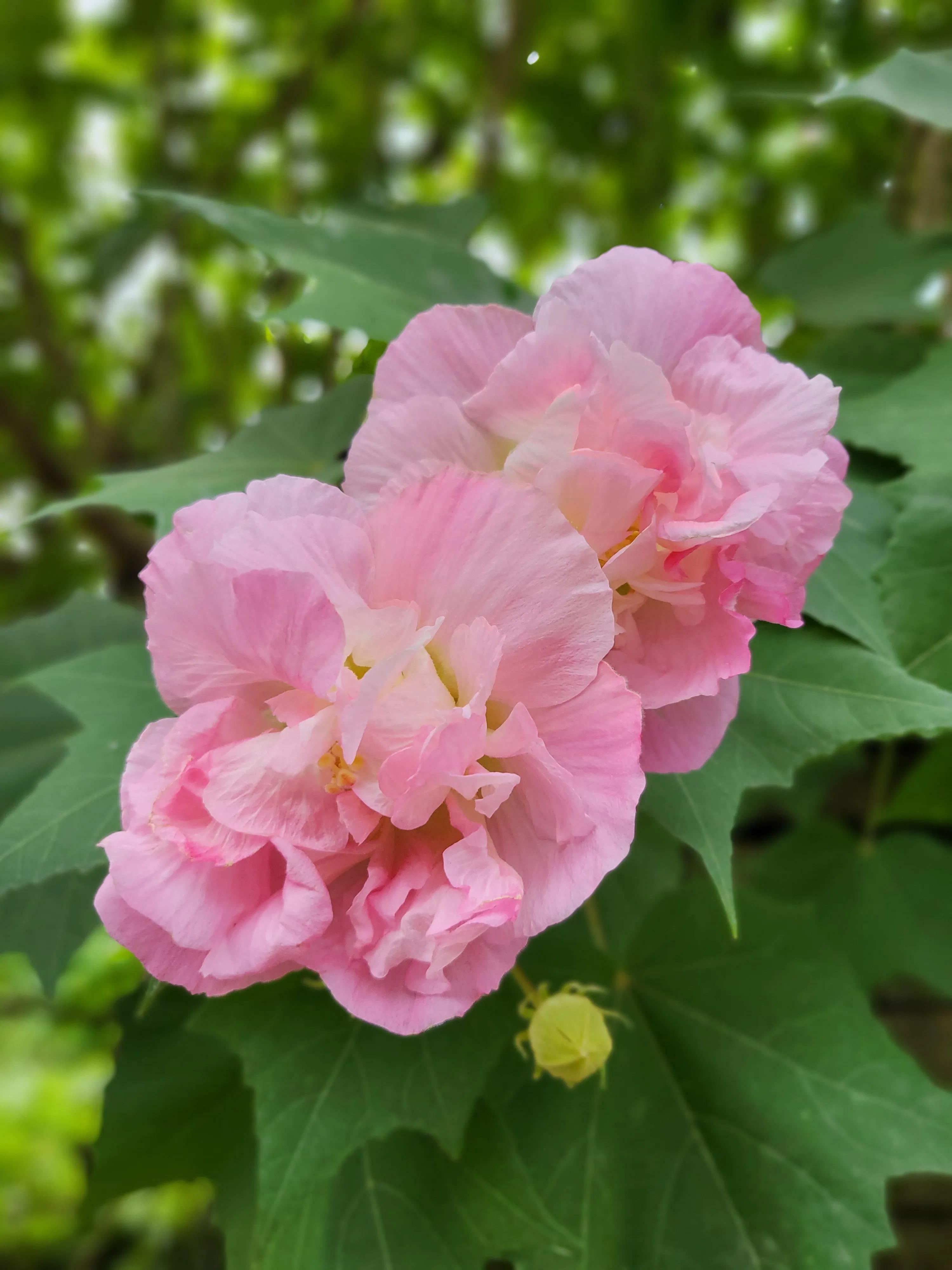 芙蓉花花语的寓意（详解芙蓉花代表的含义）