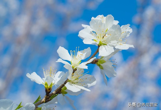 桃花长什么样子的介绍（桃花10大观赏品）