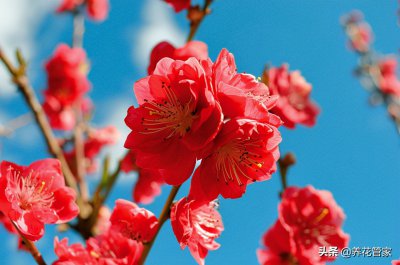 ​桃花长什么样子的介绍（桃花10大观赏品）