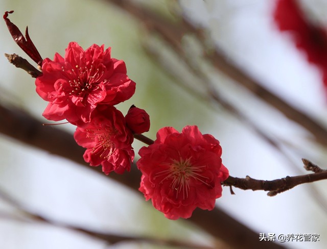 桃花长什么样子的介绍（桃花10大观赏品）