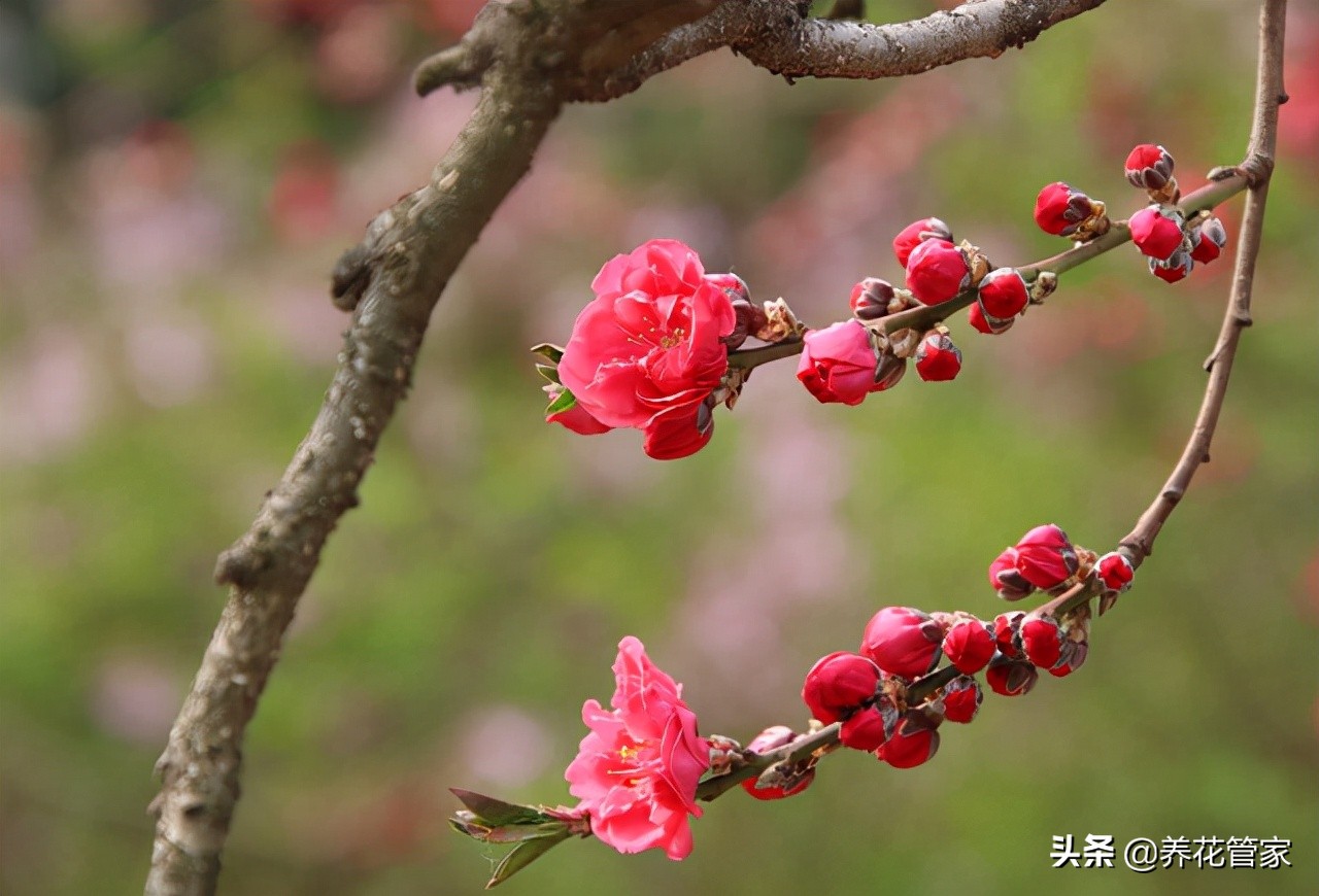 桃花长什么样子的介绍（桃花10大观赏品）