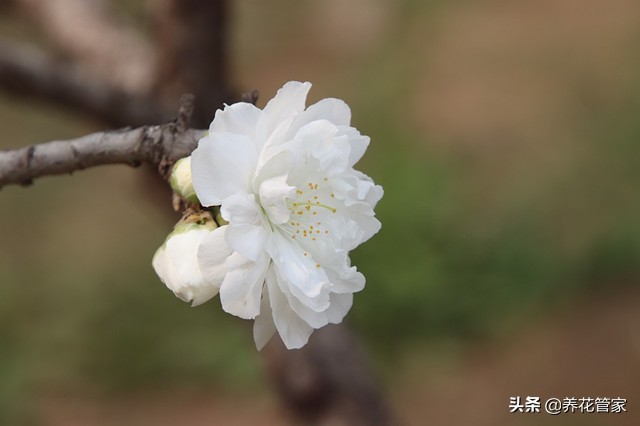 桃花长什么样子的介绍（桃花10大观赏品）