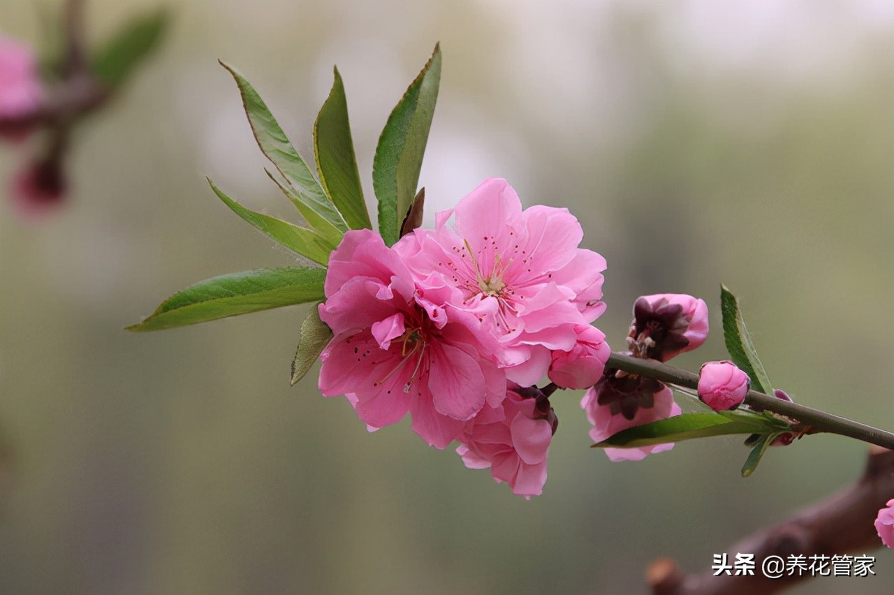 桃花长什么样子的介绍（桃花10大观赏品）