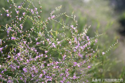 ​情人草的花语及寓意是什么（情人草的花语与作用介绍）