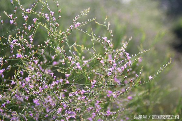 情人草的花语及寓意是什么（情人草的花语与作用介绍）