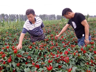 有机蔬菜和无机蔬菜的区别（详解2种蔬菜的区别）