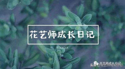 ​百合花代表什么意思（不同颜色百合花的花语大全）