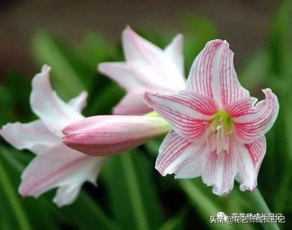 百合花代表什么意思（不同颜色百合花的花语大全）