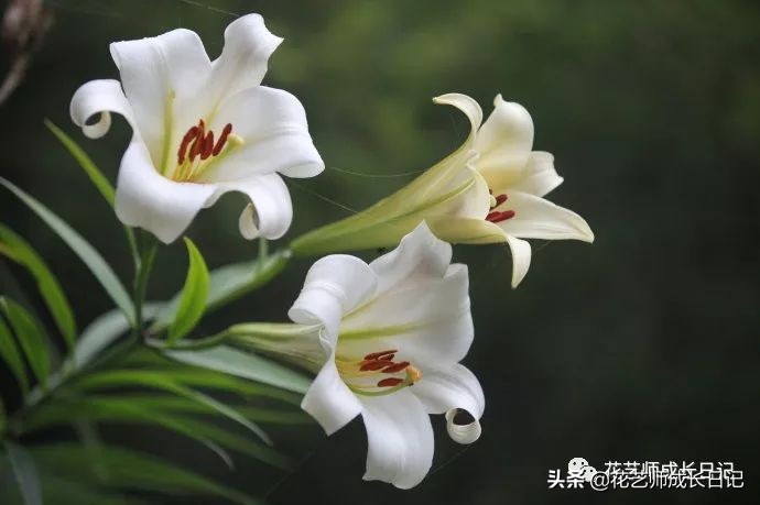 百合花代表什么意思（不同颜色百合花的花语大全）