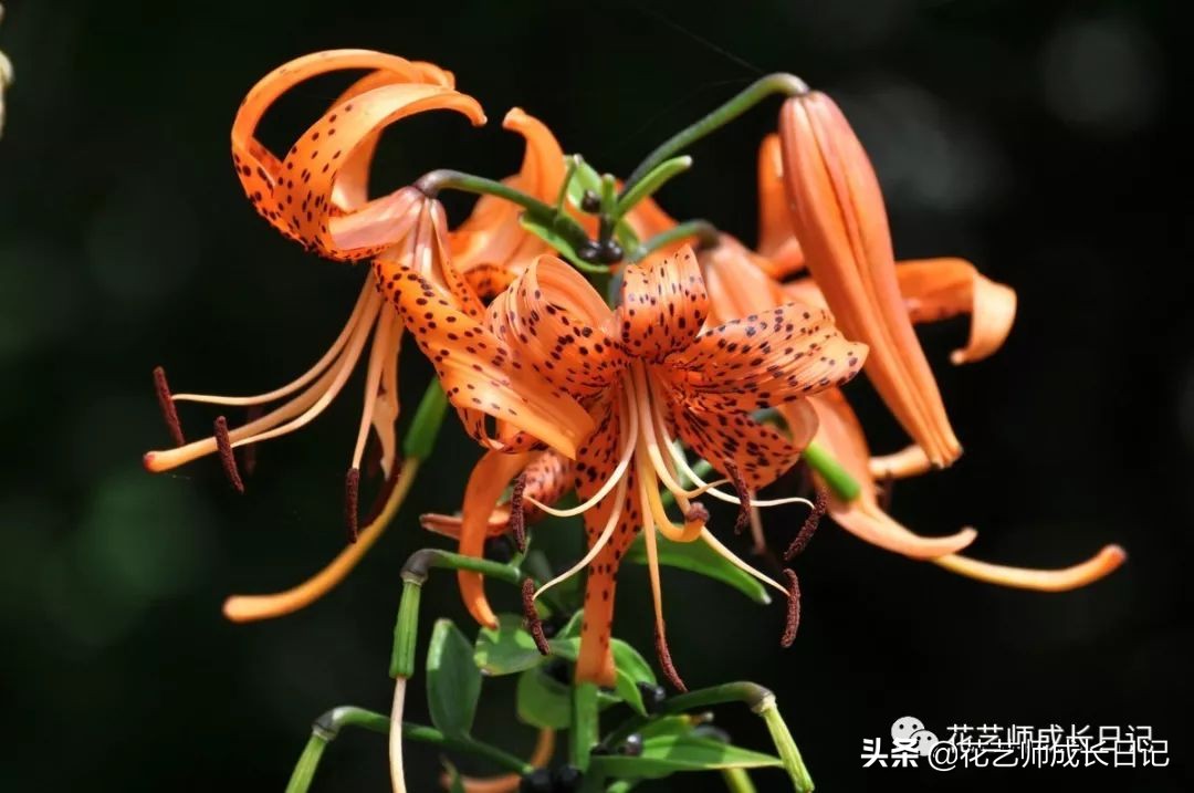 百合花代表什么意思（不同颜色百合花的花语大全）