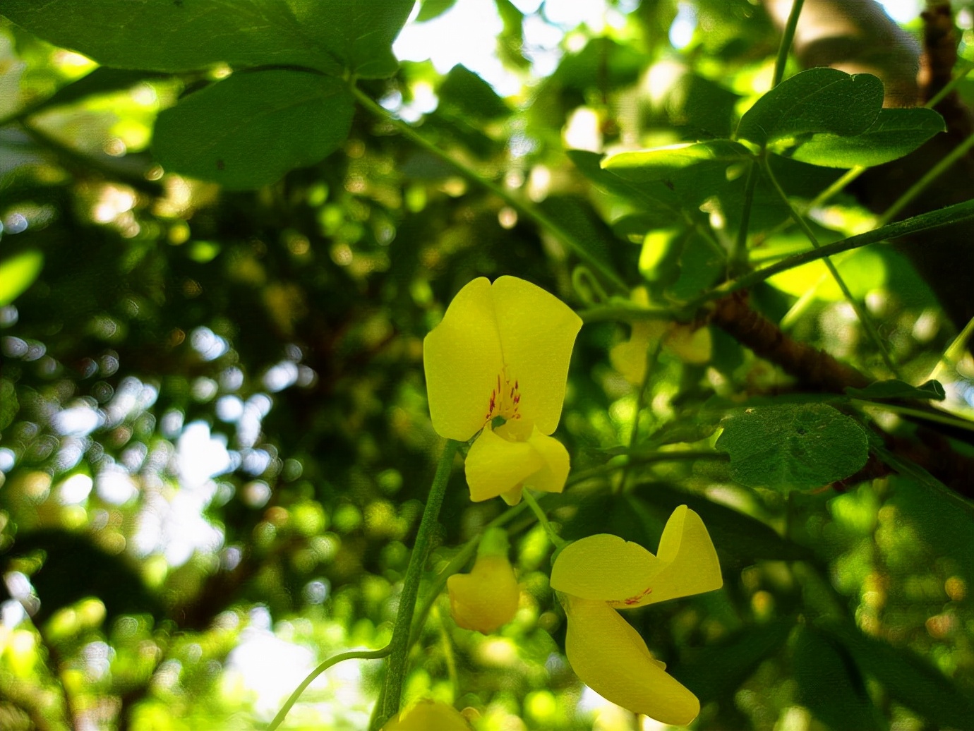 金链花是哪国的国花（金链花的具体特点介绍）