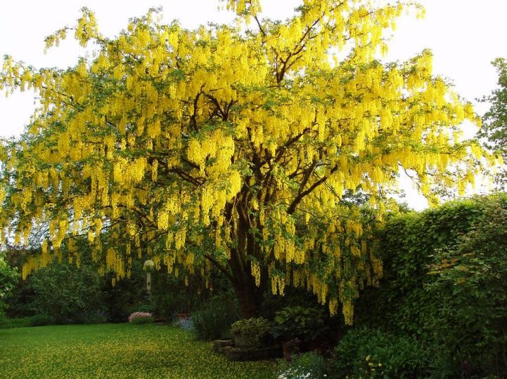 金链花是哪国的国花（金链花的具体特点介绍）