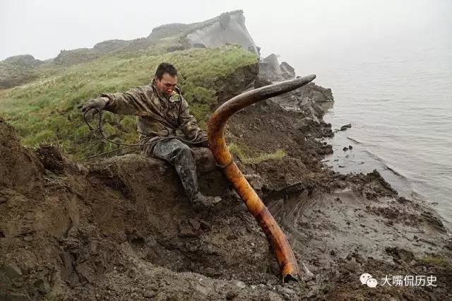 猛犸象化石在哪里出土（猛犸象的化石往往被做成工艺品）