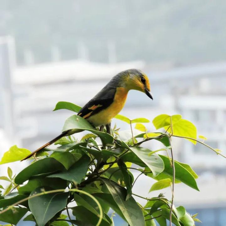 赤红山椒鸟图片（图文鉴赏赤红山椒鸟的真实样子）