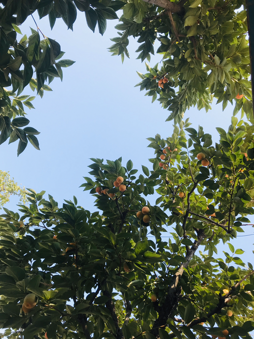 屋前种什么树最旺（门前种植的最佳树木推荐）